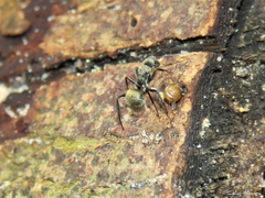 Camponotus arboreus