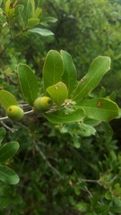 Quercus mohriana