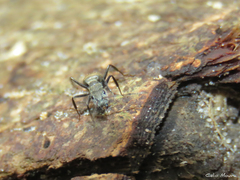 Camponotus arboreus