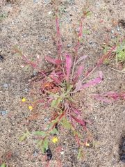 Camissoniopsis lewisii