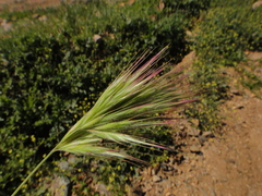 Bromus rubens