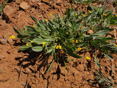 Scorpiurus muricatus