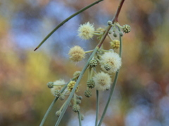 Acacia stenophylla