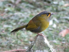 Liocichla steerii