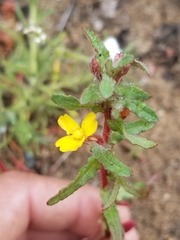 Camissoniopsis lewisii