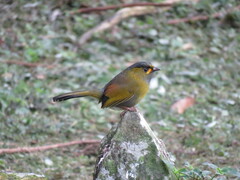 Liocichla steerii
