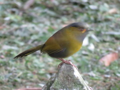 Liocichla steerii
