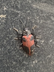 Coraliomela quadrimaculata