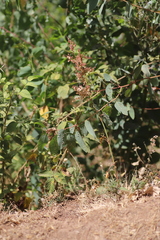 Rumex nepalensis