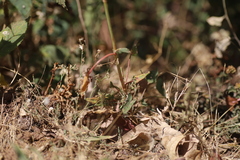 Rumex nepalensis