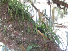 Phlegmariurus fordii