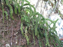 Phlegmariurus fordii