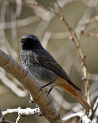 Phoenicurus ochruros