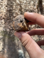 Hexagonia