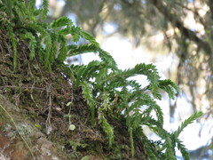 Phlegmariurus fordii