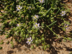 Spergularia bocconei