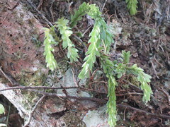 Phlegmariurus fordii