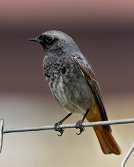 Phoenicurus ochruros