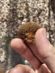 Hexagonia