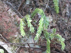 Phlegmariurus fordii