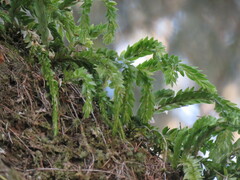 Phlegmariurus fordii