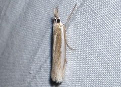 Crambus praefectellus