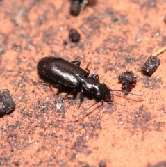 Microlestes