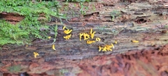 Calocera cornea
