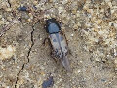 Chilothorax distinctus