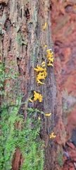 Calocera cornea