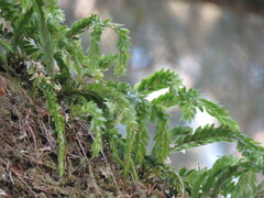 Phlegmariurus fordii