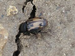 Chilothorax distinctus