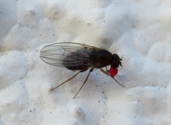 Drosophila funebris