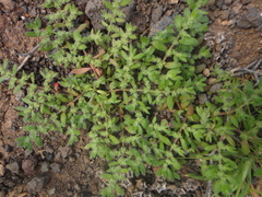 Herniaria cinerea