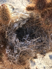 Campylorhynchus brunneicapillus