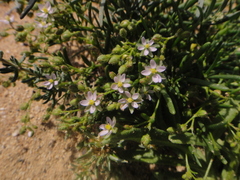 Spergularia bocconei
