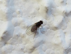 Drosophila funebris