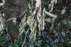 Elatostema oblongifolium