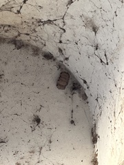 Sceliphron caementarium