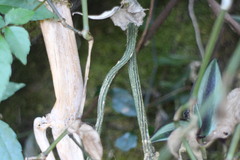 Elatostema oblongifolium