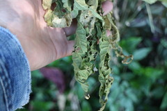 Elatostema oblongifolium