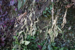 Elatostema oblongifolium