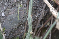 Elatostema oblongifolium