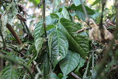 Elatostema oblongifolium