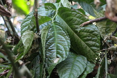 Elatostema oblongifolium