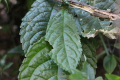 Elatostema oblongifolium