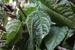 Elatostema oblongifolium