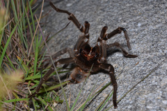 Grammostola