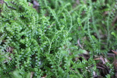 Selaginella nipponica