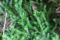 Selaginella nipponica